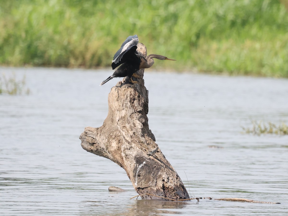 נחשון אמריקני - ML639193049