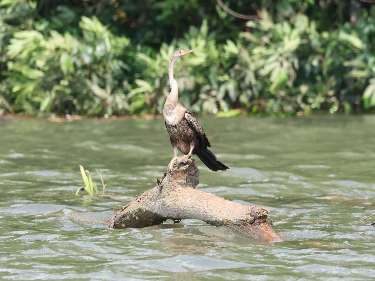 נחשון אמריקני - ML639193050