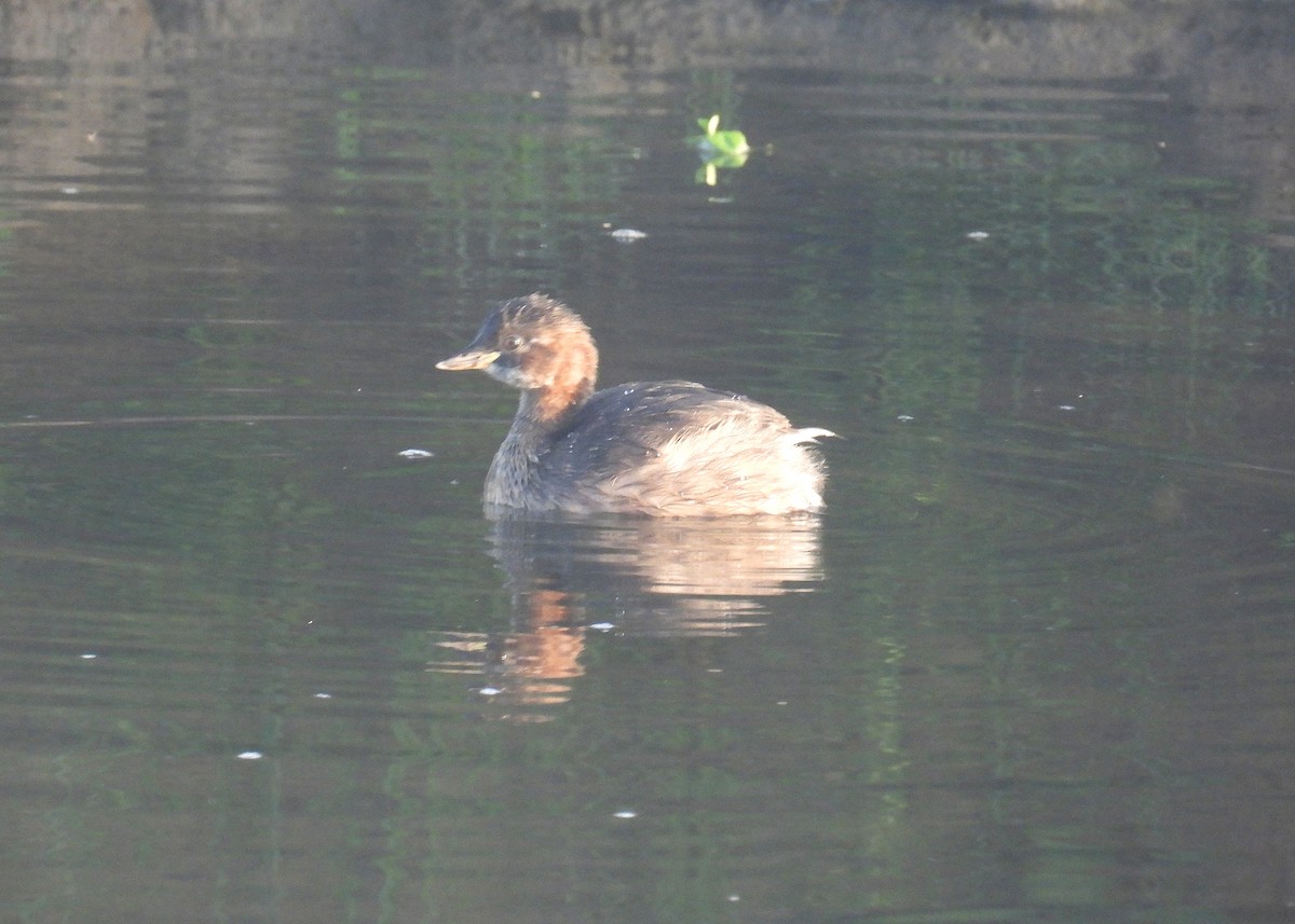 小鸊鷉 - ML639193058