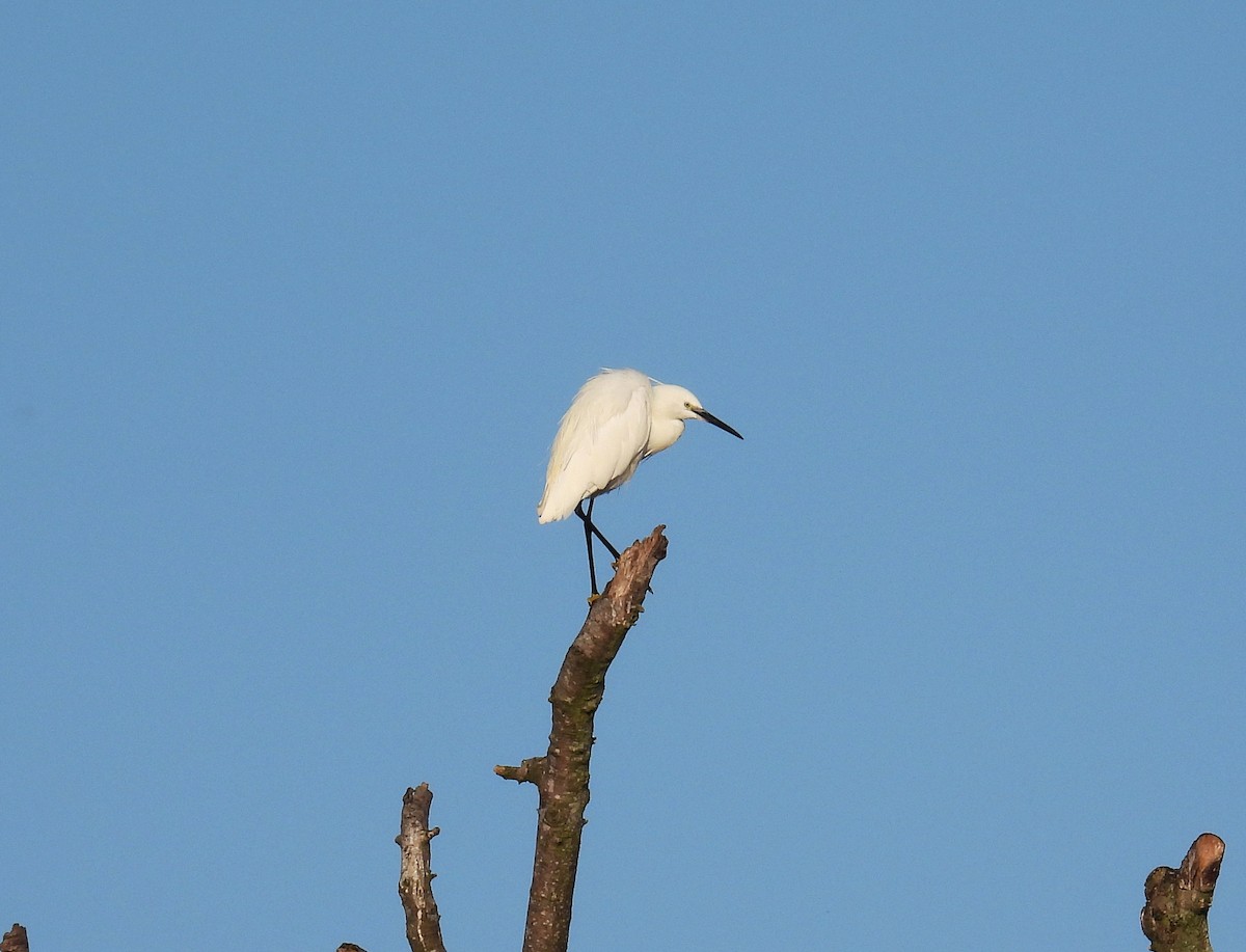 小白鷺 - ML639193059