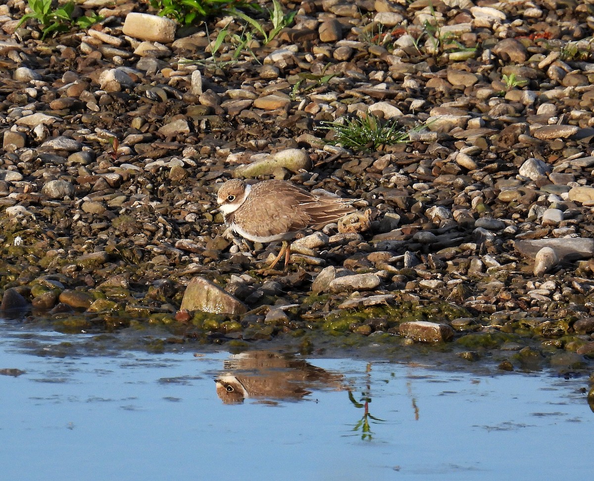 小環頸鴴 - ML639193065
