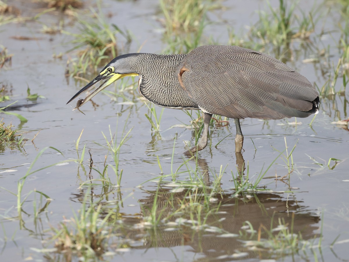 Bare-throated Tiger-Heron - ML639193186