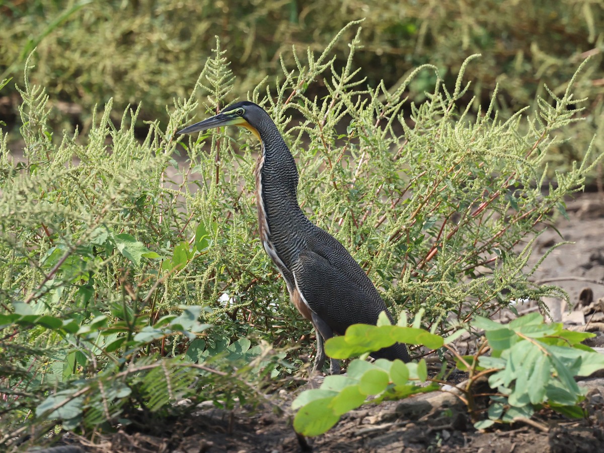 Bare-throated Tiger-Heron - ML639193187