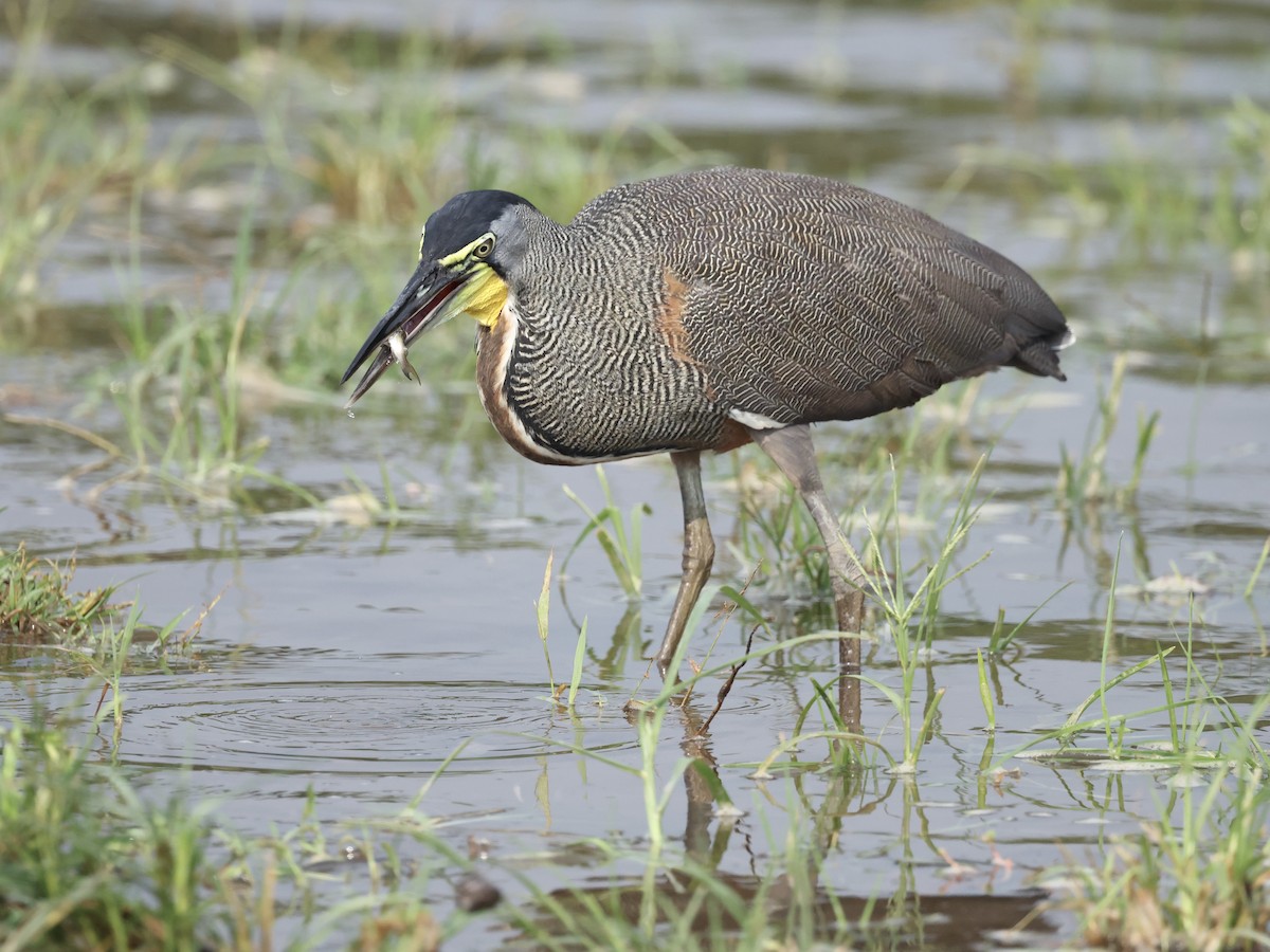 Bare-throated Tiger-Heron - ML639193188