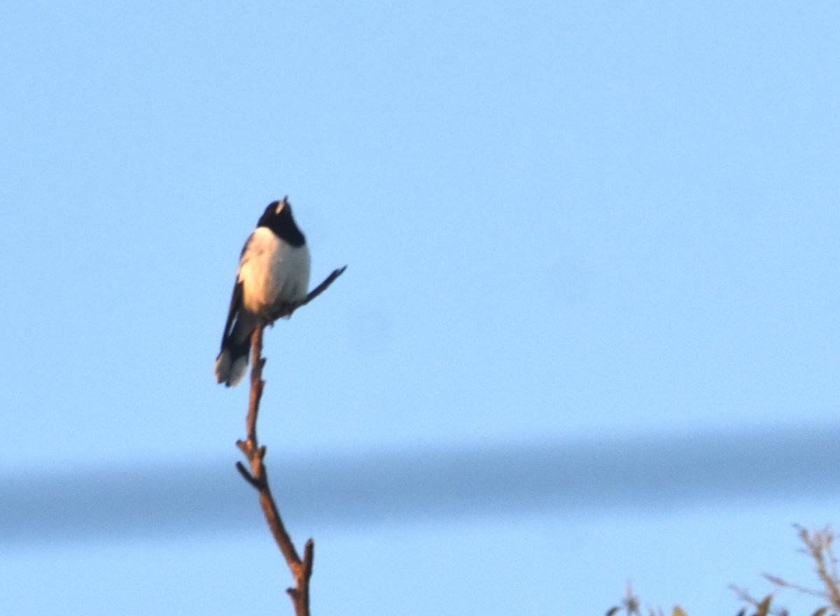 Pied Butcherbird - ML639193294