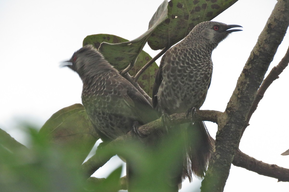 White-rumped Babbler - ML639193299