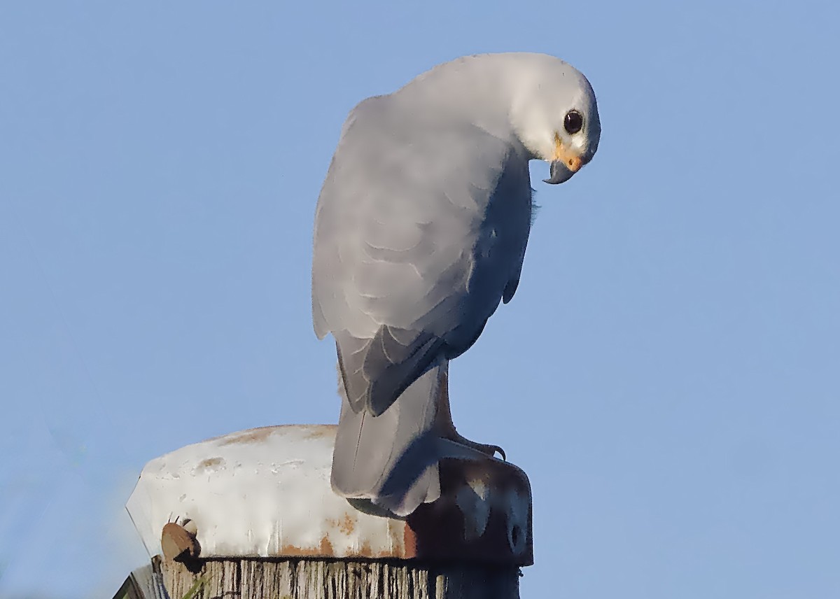 Gray Goshawk - ML639193349