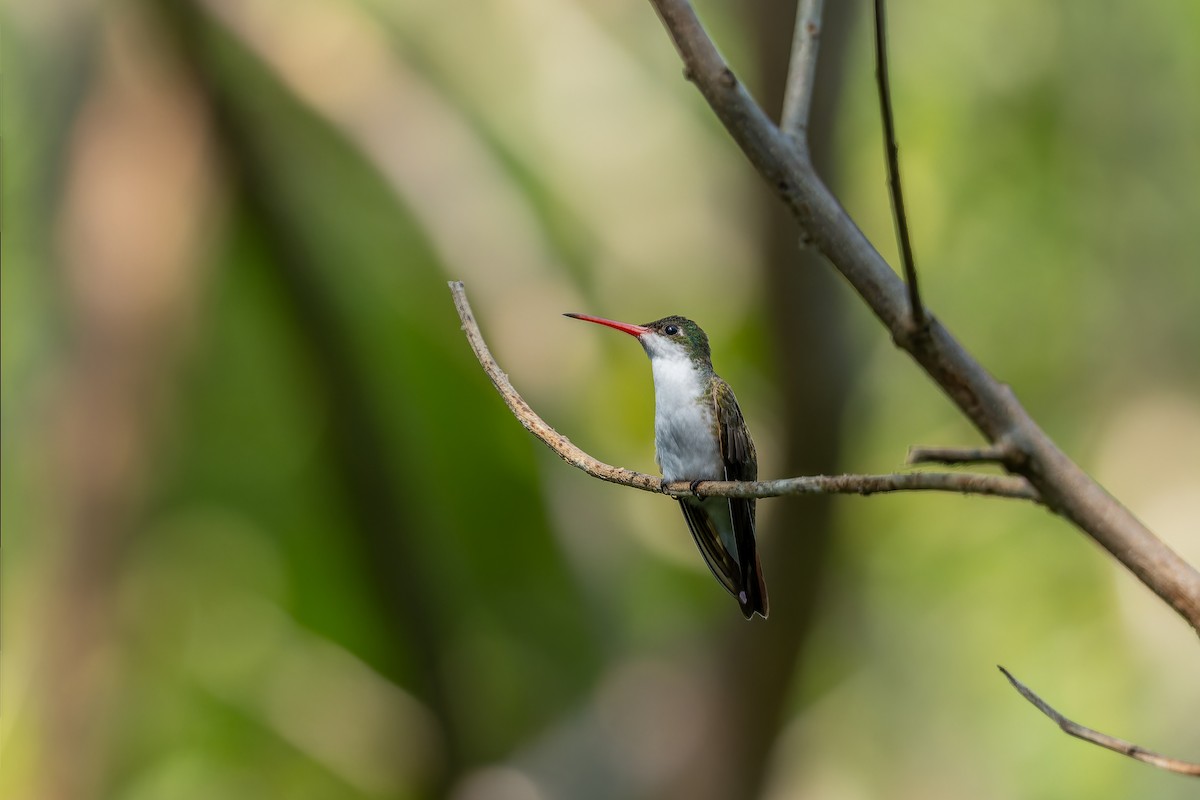 Green-fronted Hummingbird - ML639193403