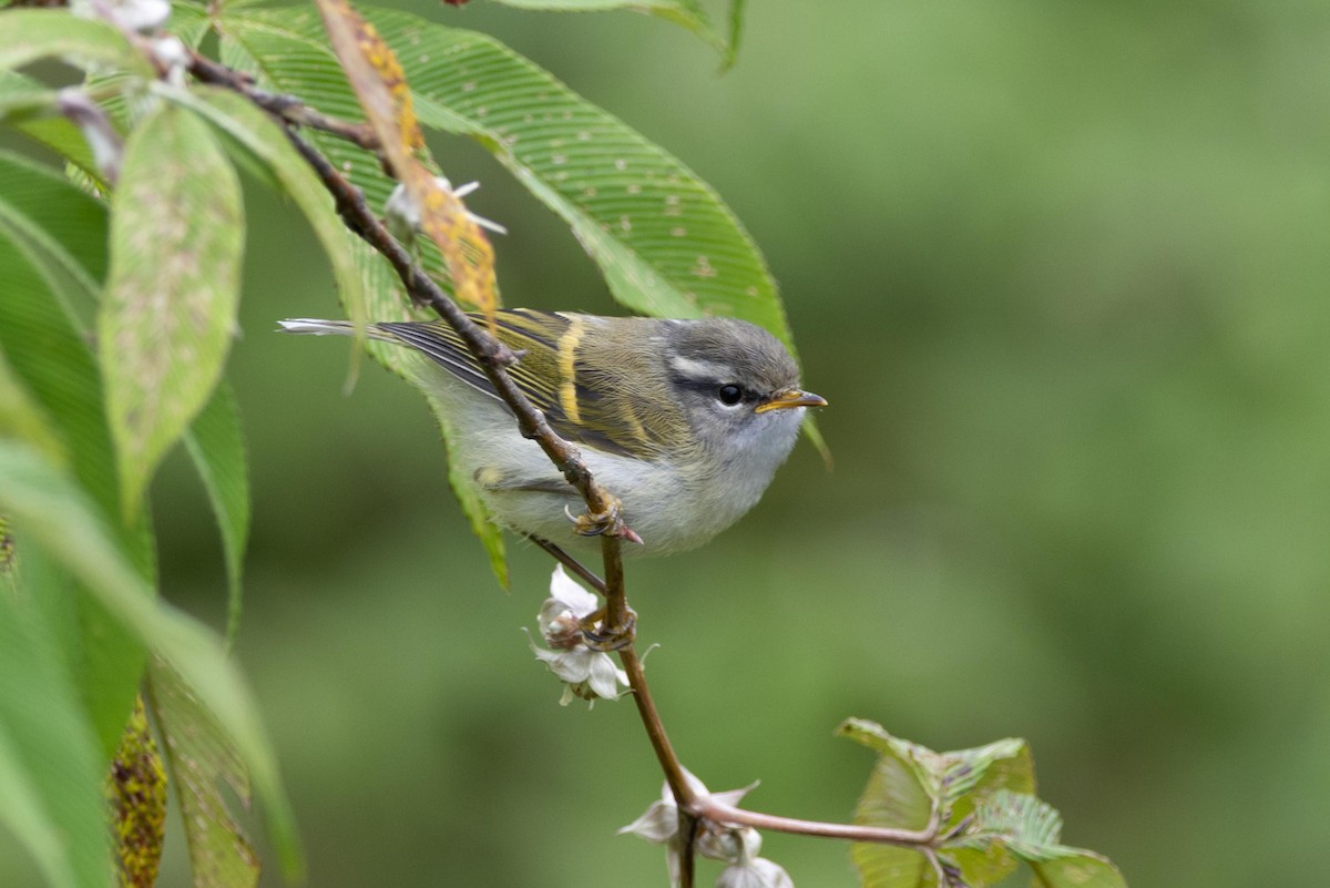 Buff-barred Warbler - ML639193546