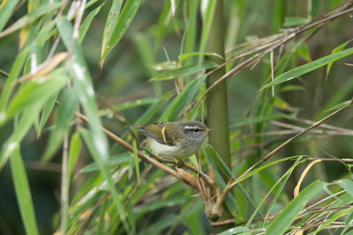 Buff-barred Warbler - ML639193557