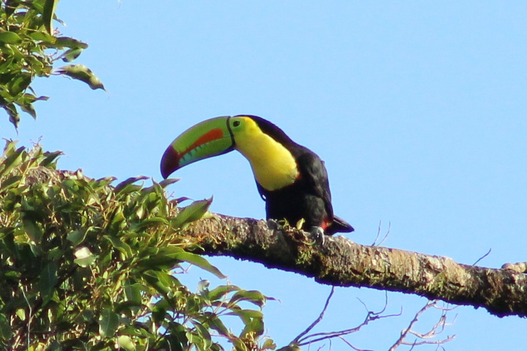 Keel-billed Toucan - ML639193638