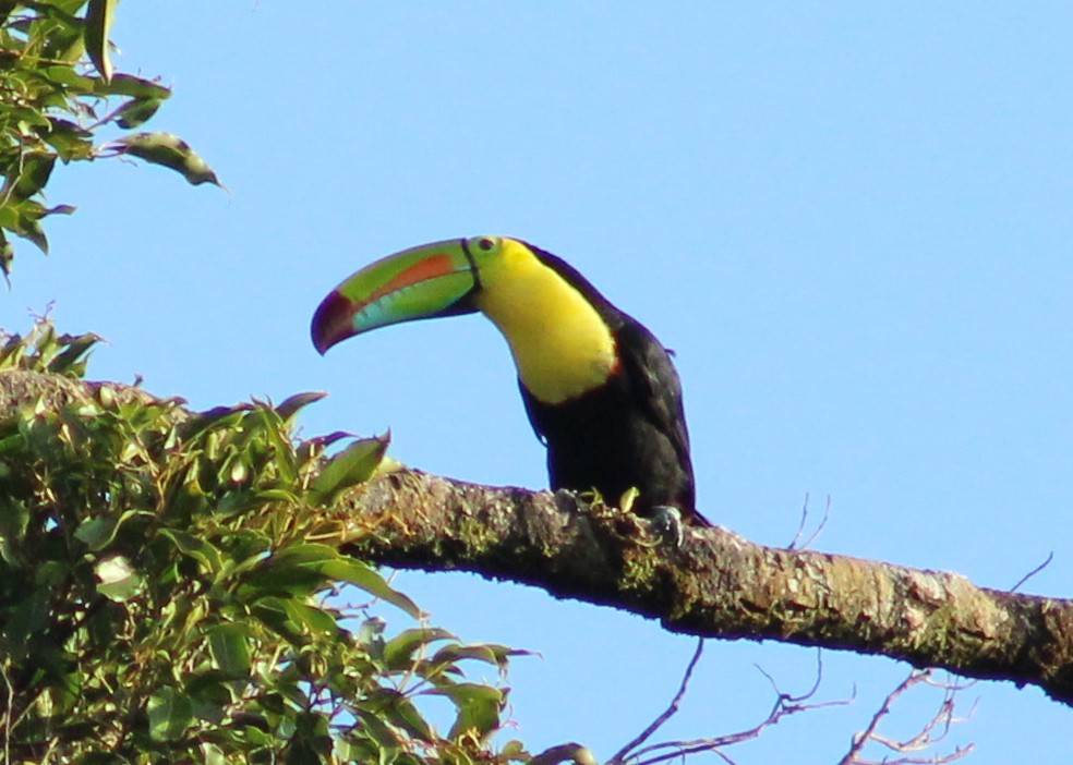 Keel-billed Toucan - ML639193639