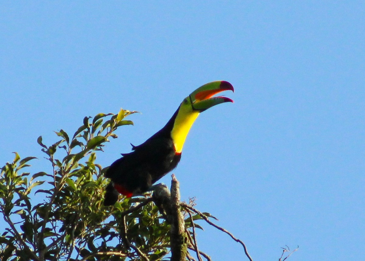 Keel-billed Toucan - ML639193640