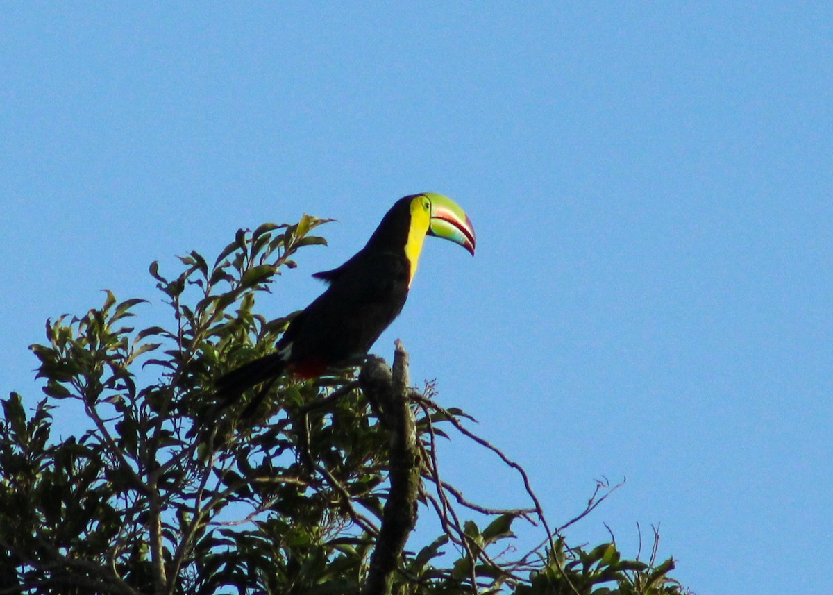 Keel-billed Toucan - ML639193641