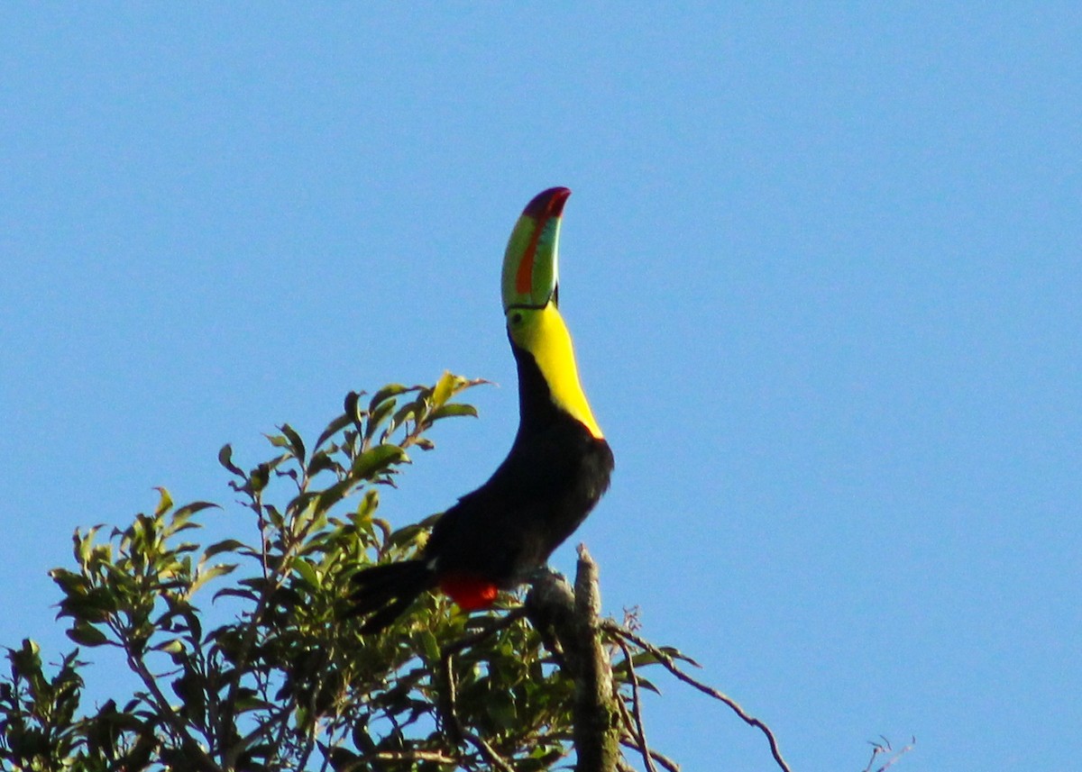 Keel-billed Toucan - ML639193642