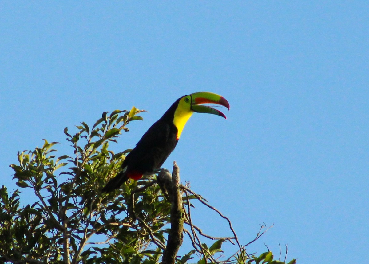 Keel-billed Toucan - ML639193644