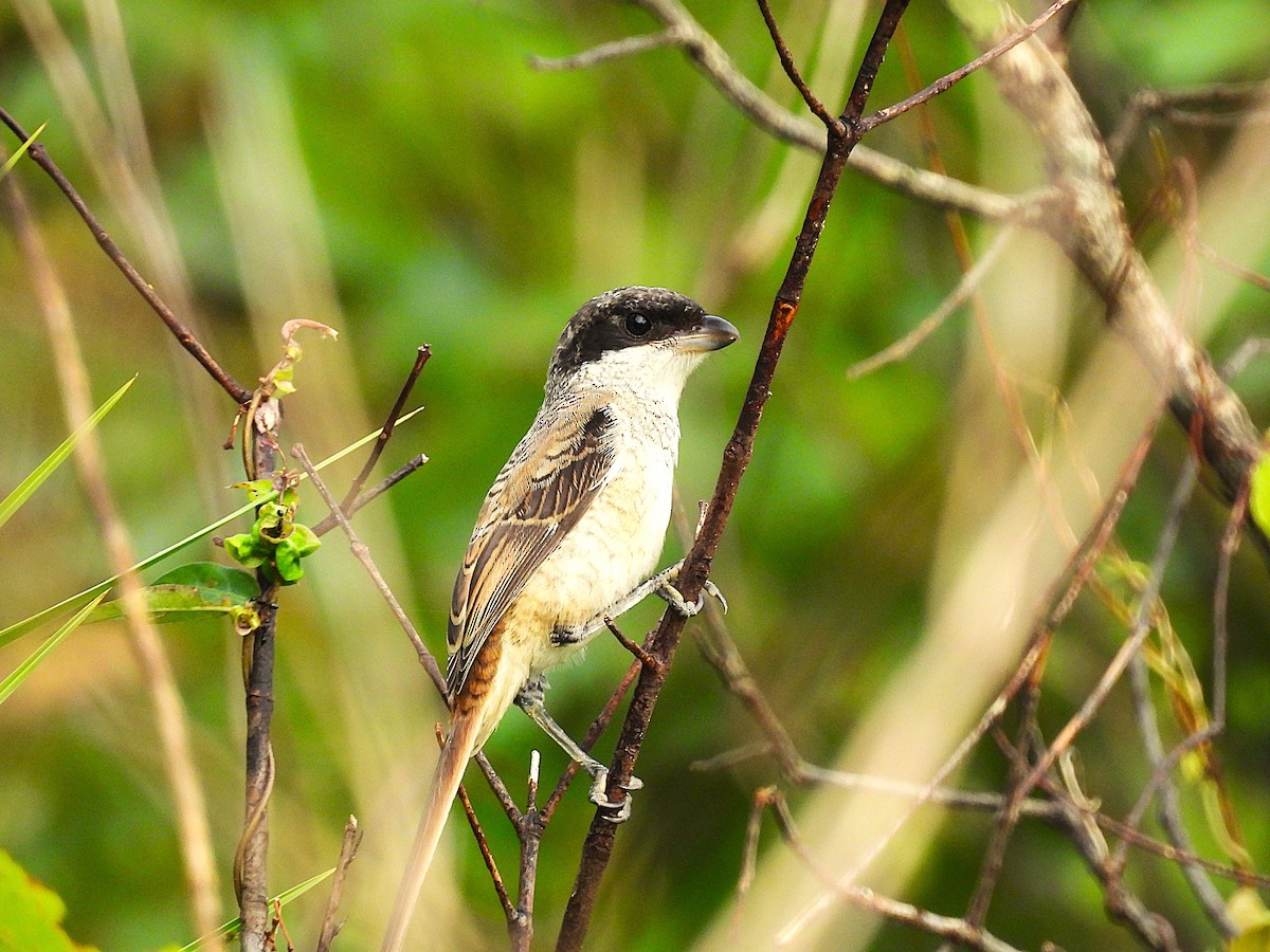 Алаг дунхай - ML639193690