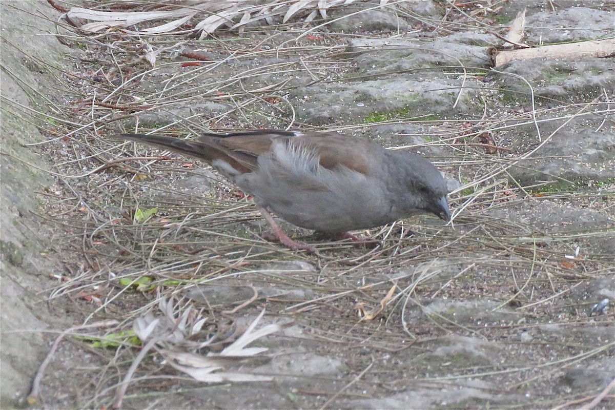 Swainson's Sparrow - ML639193711
