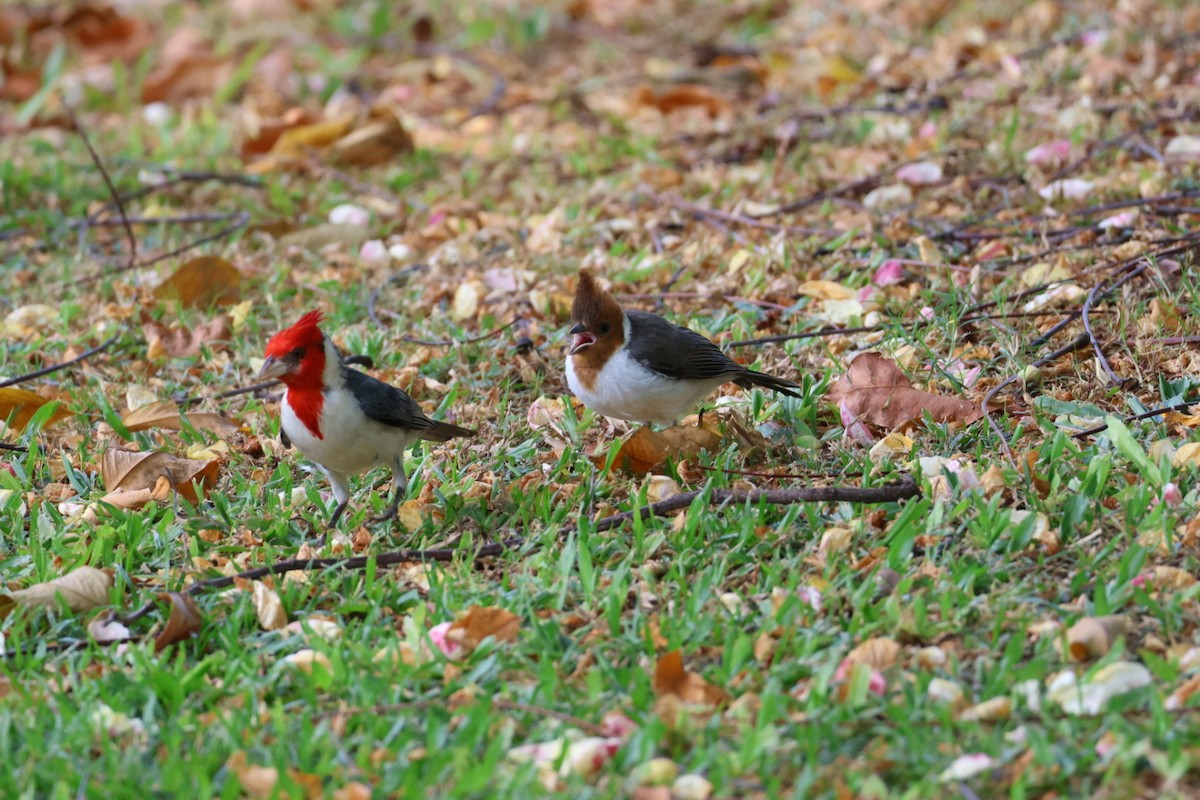 Red-crested Cardinal - ML639193724
