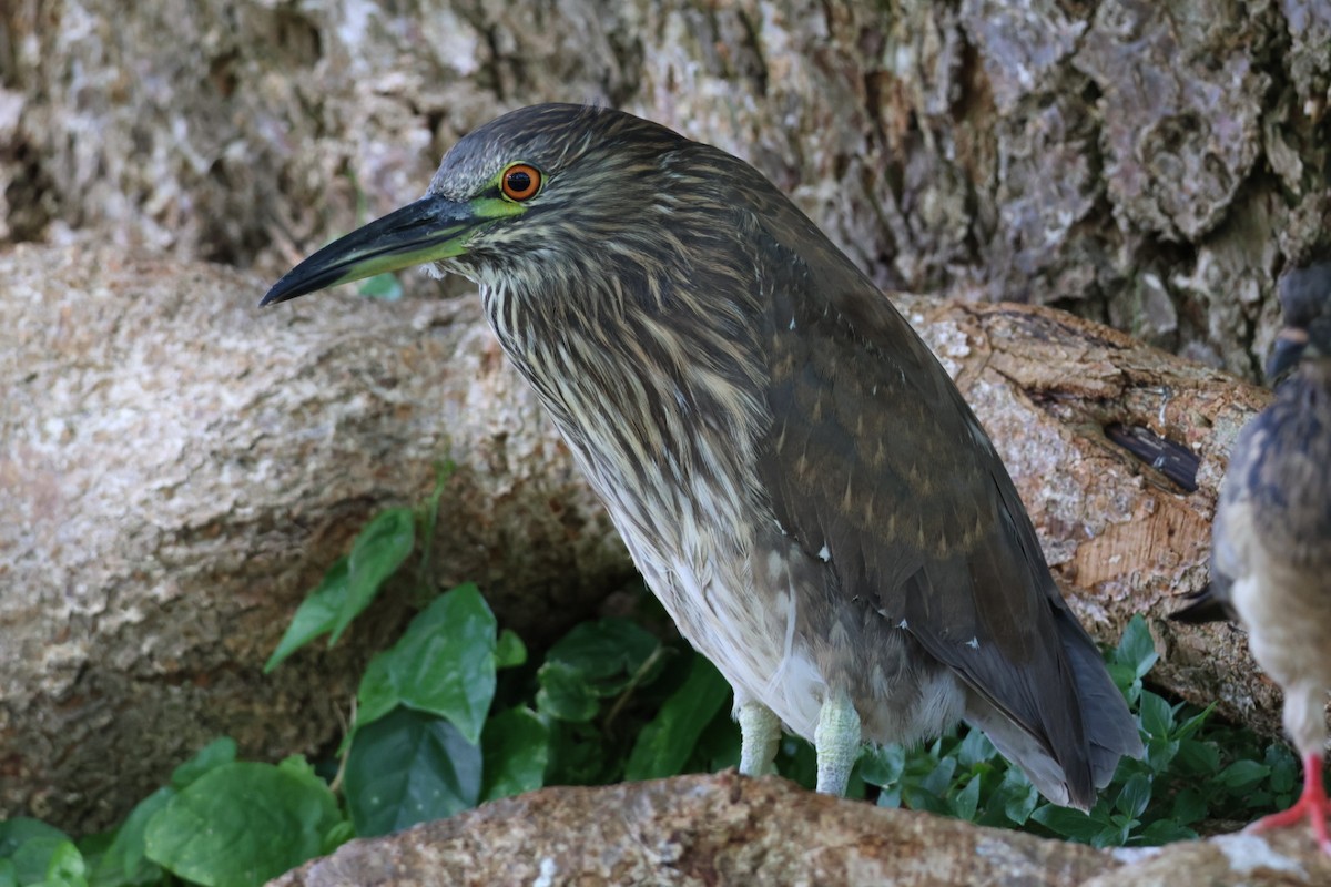 Black-crowned Night Heron - ML639193741
