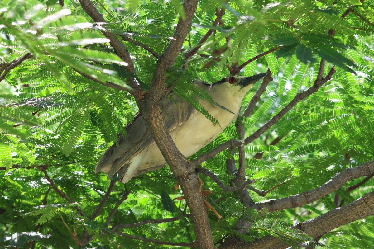 Black-crowned Night Heron - ML639193742