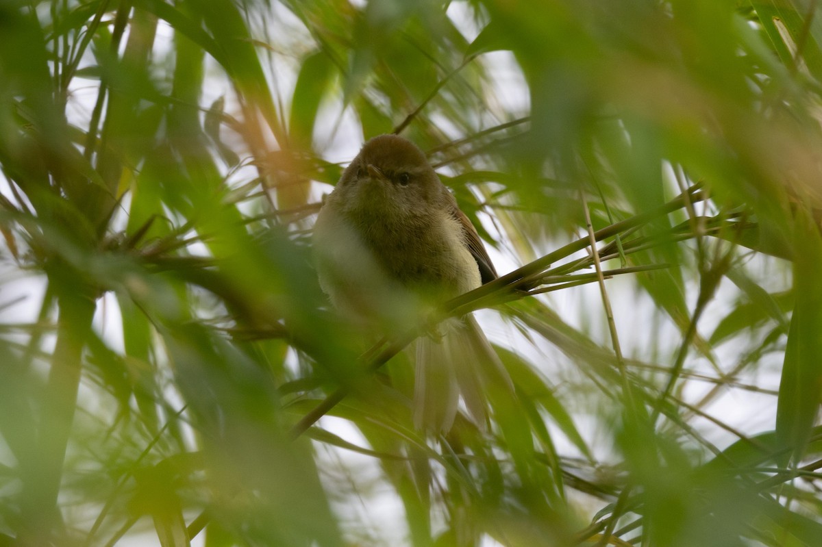 Hume's Bush Warbler - ML639193748