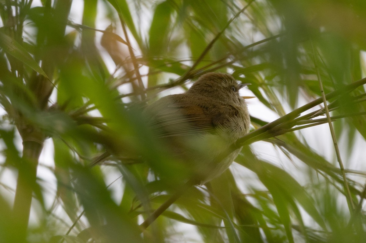 Hume's Bush Warbler - ML639193751