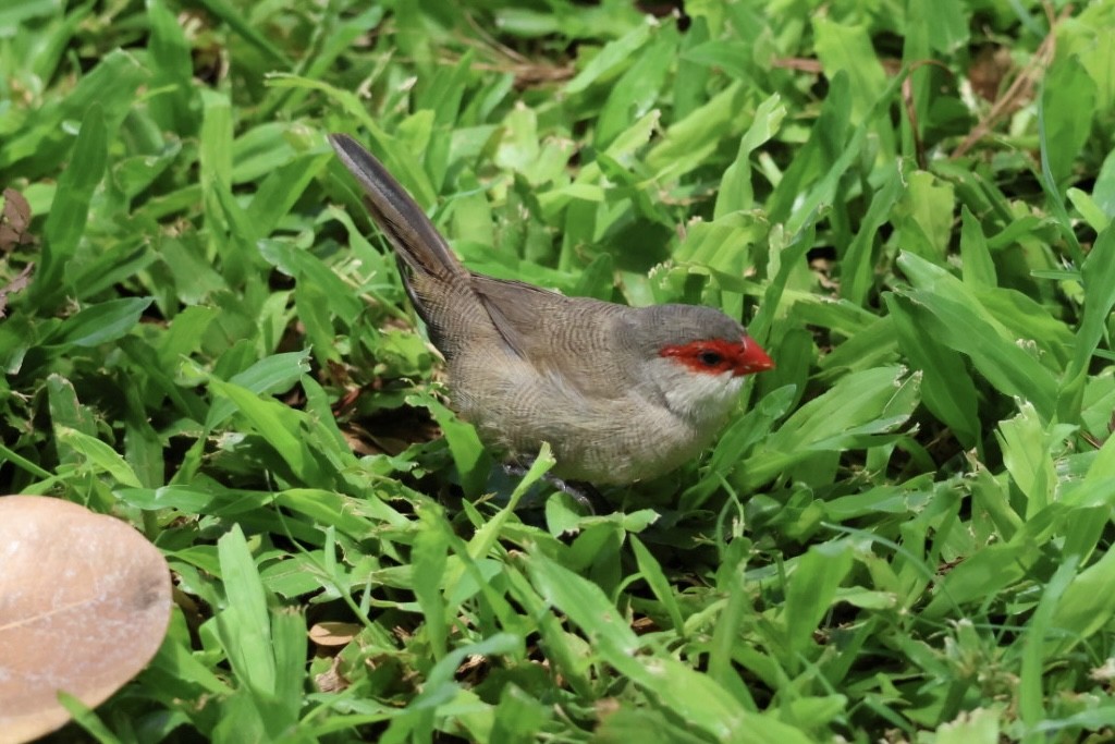Common Waxbill - ML639193754