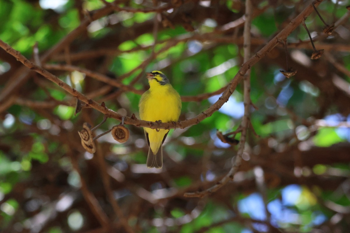 Yellow-fronted Canary - ML639193761