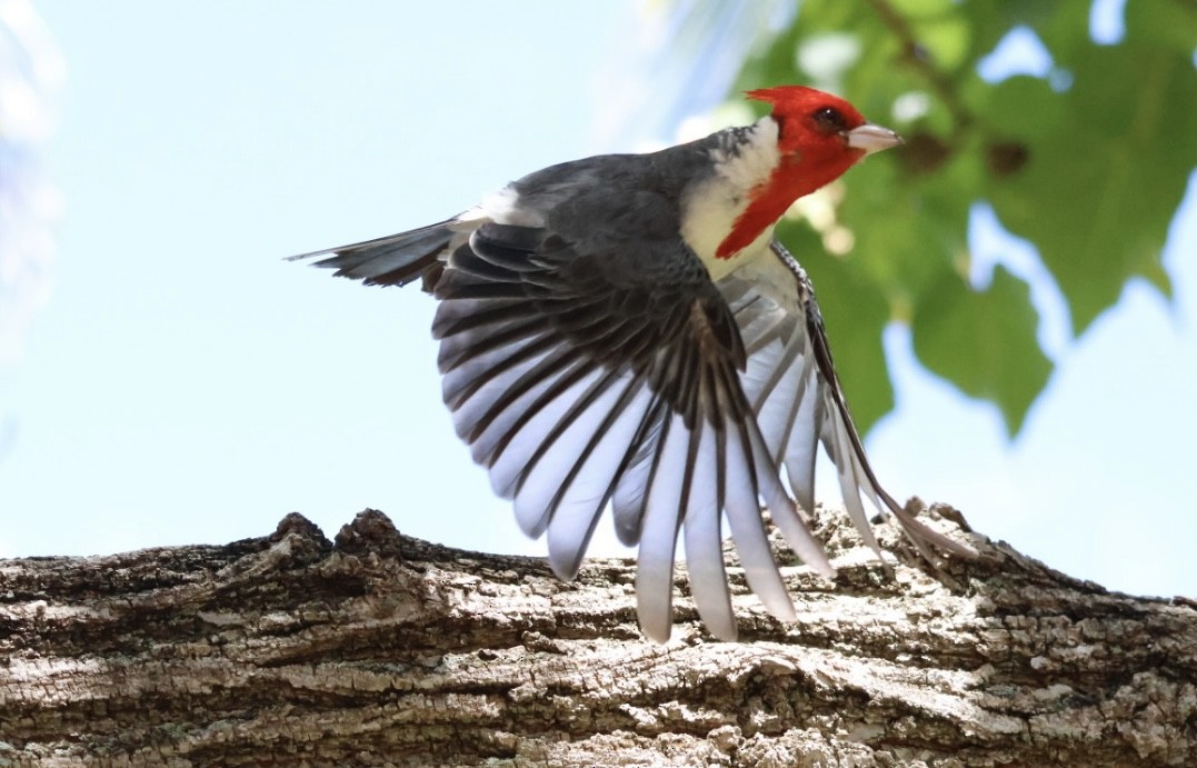 Red-crested Cardinal - ML639193769