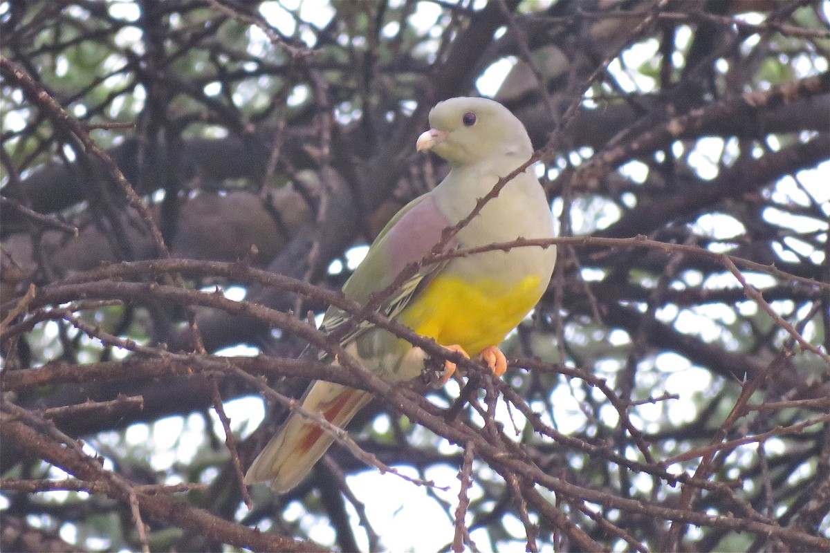 Bruce's Green-Pigeon - ML639193775