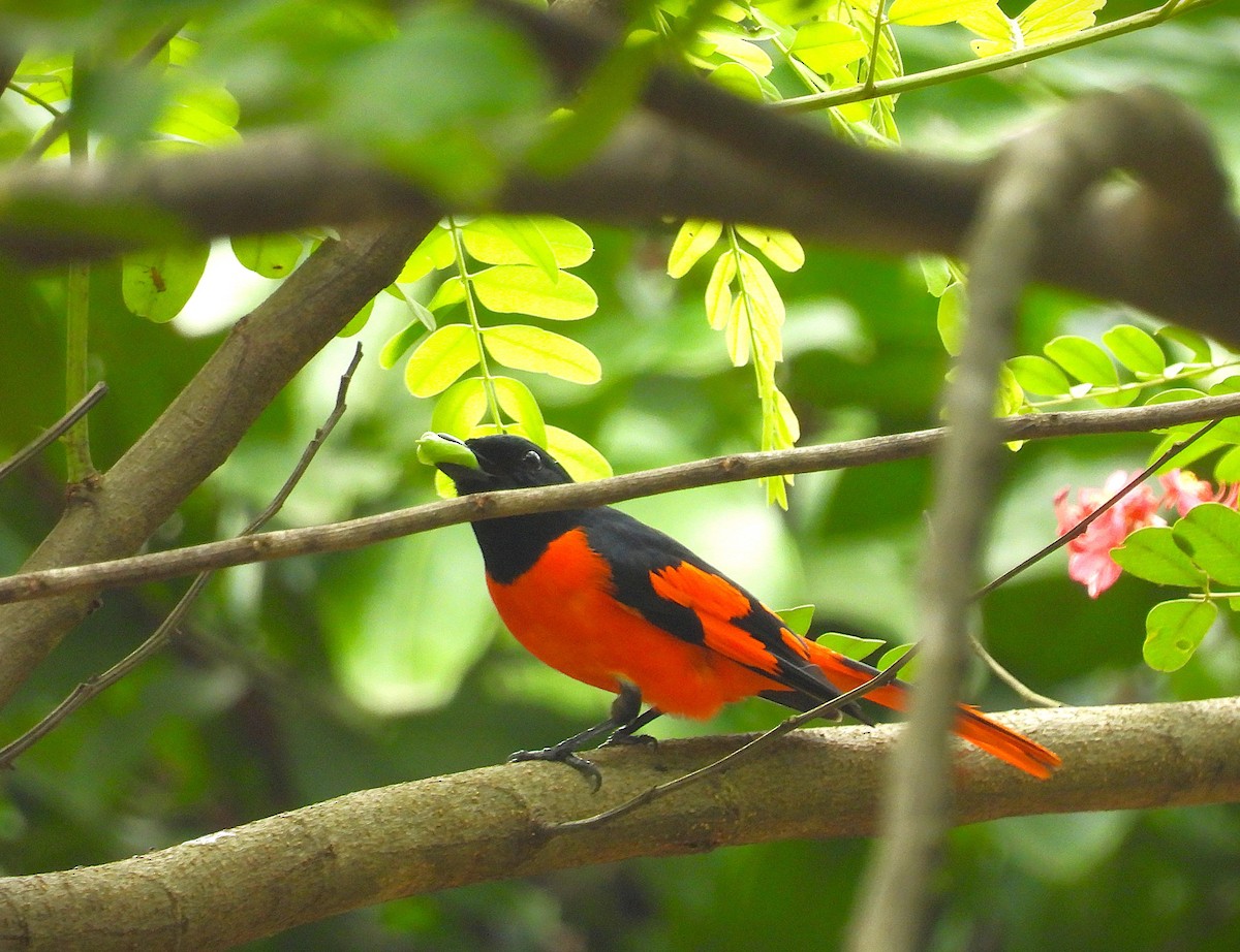 Scarlet Minivet - ML639193804