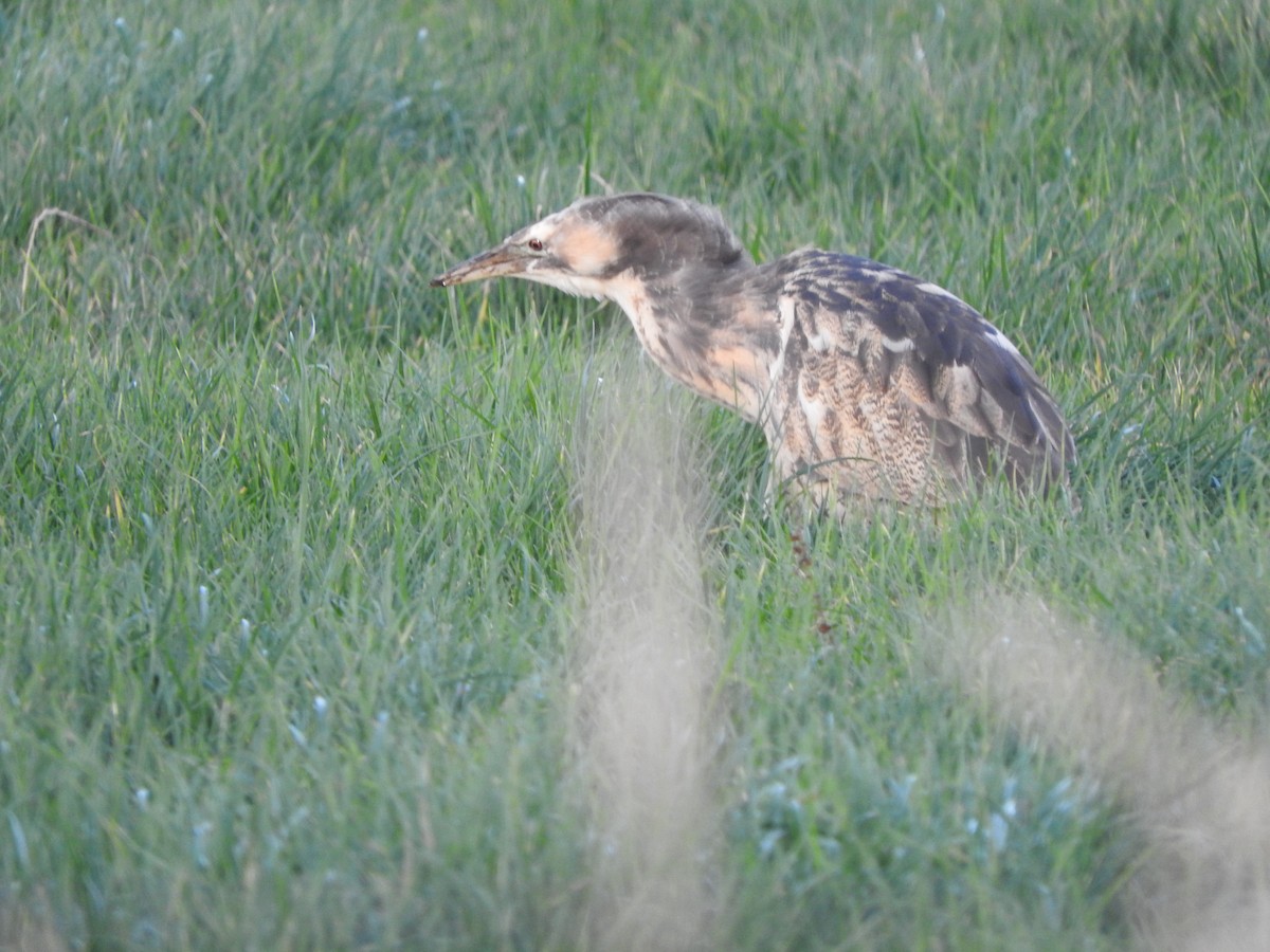 Australasian Bittern - ML639193835