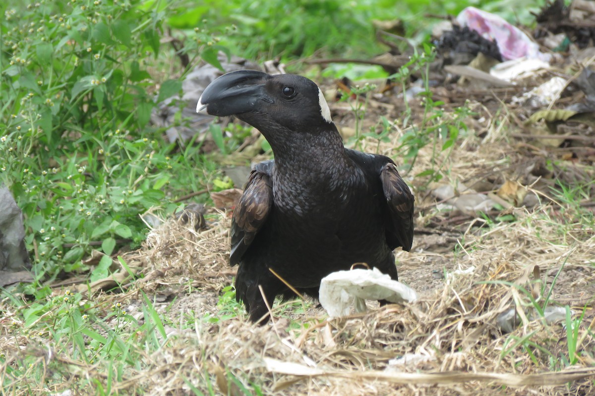 Corbeau corbivau - ML639193855