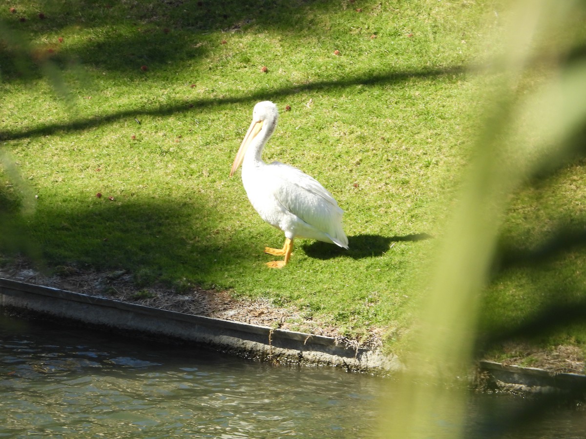 American White Pelican - ML639193867