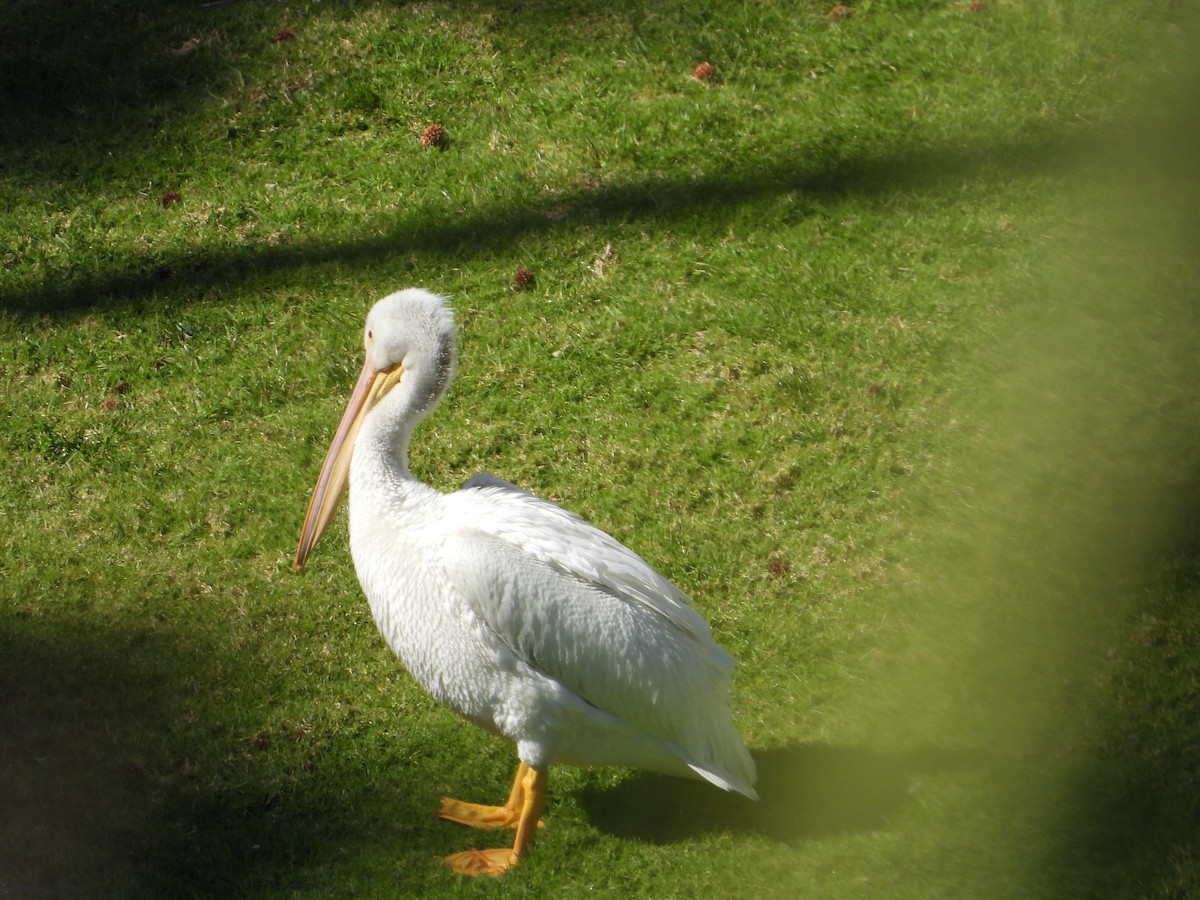 American White Pelican - ML639193868