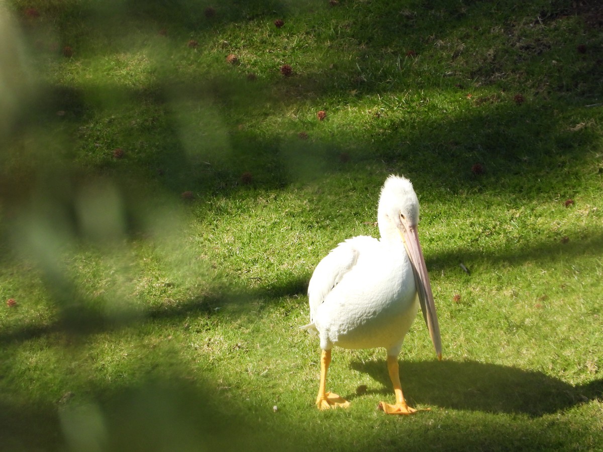 American White Pelican - ML639193872