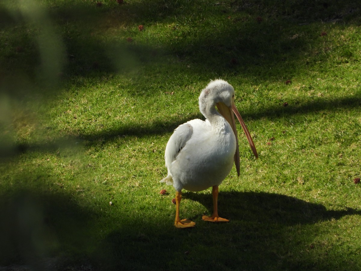 American White Pelican - ML639193875