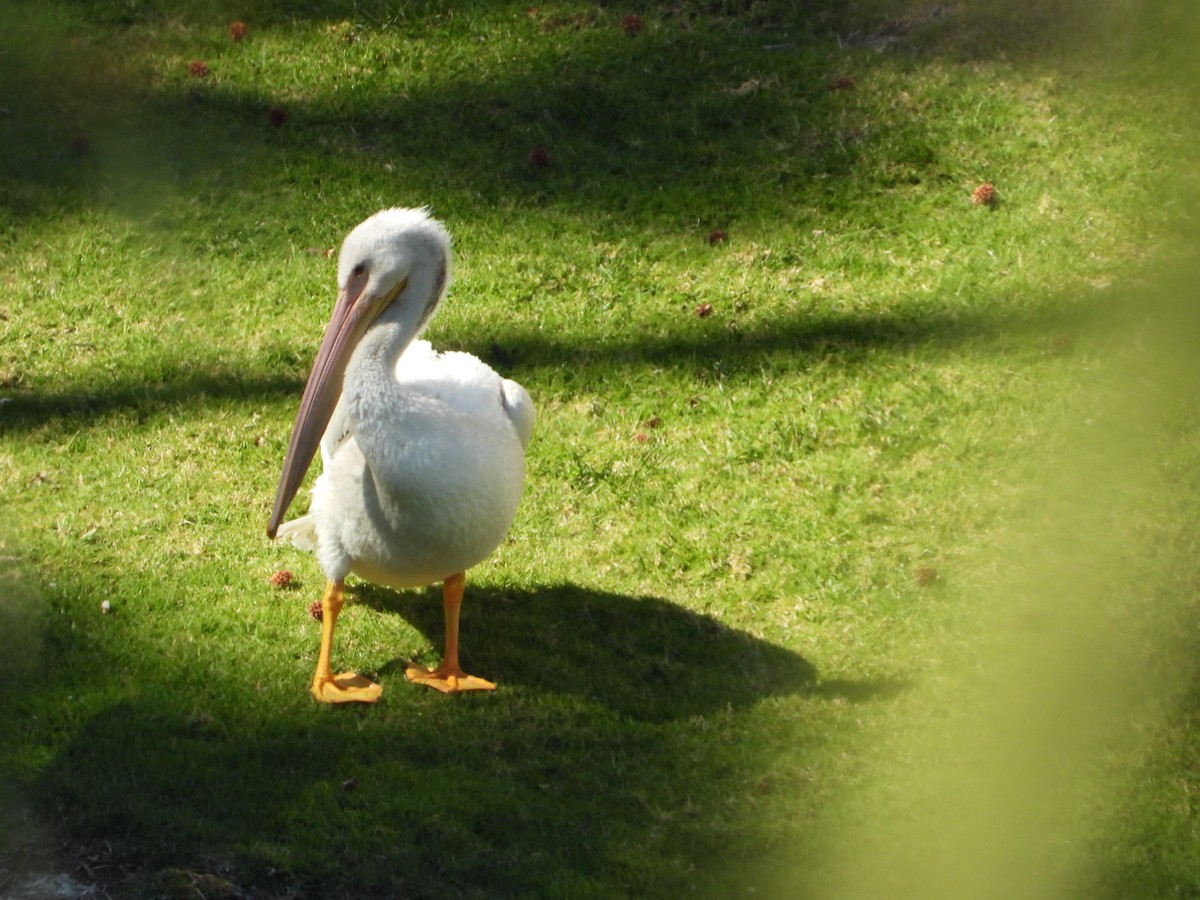 American White Pelican - ML639193876
