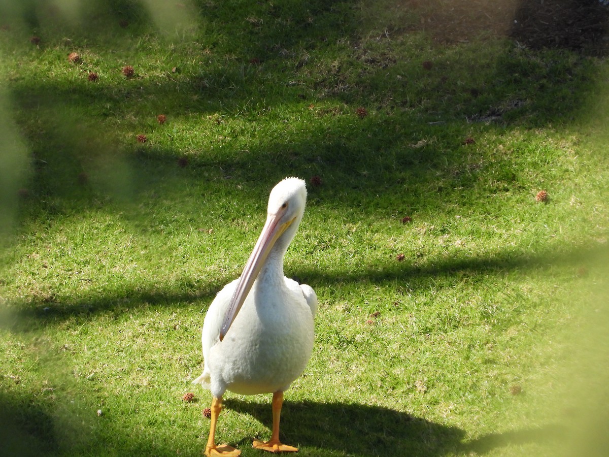 American White Pelican - ML639193877