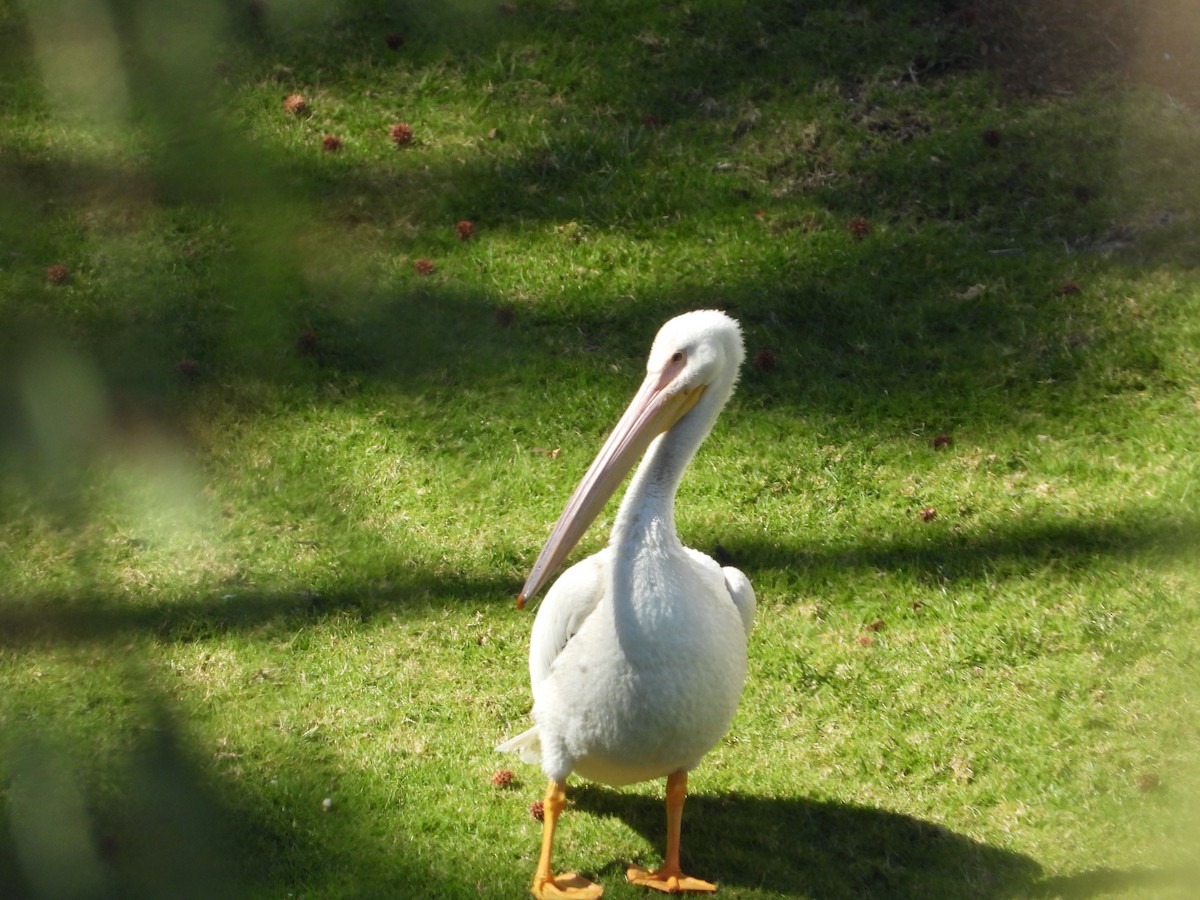 American White Pelican - ML639193878