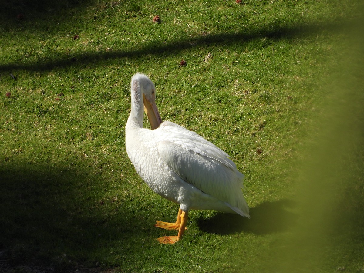 American White Pelican - ML639193879