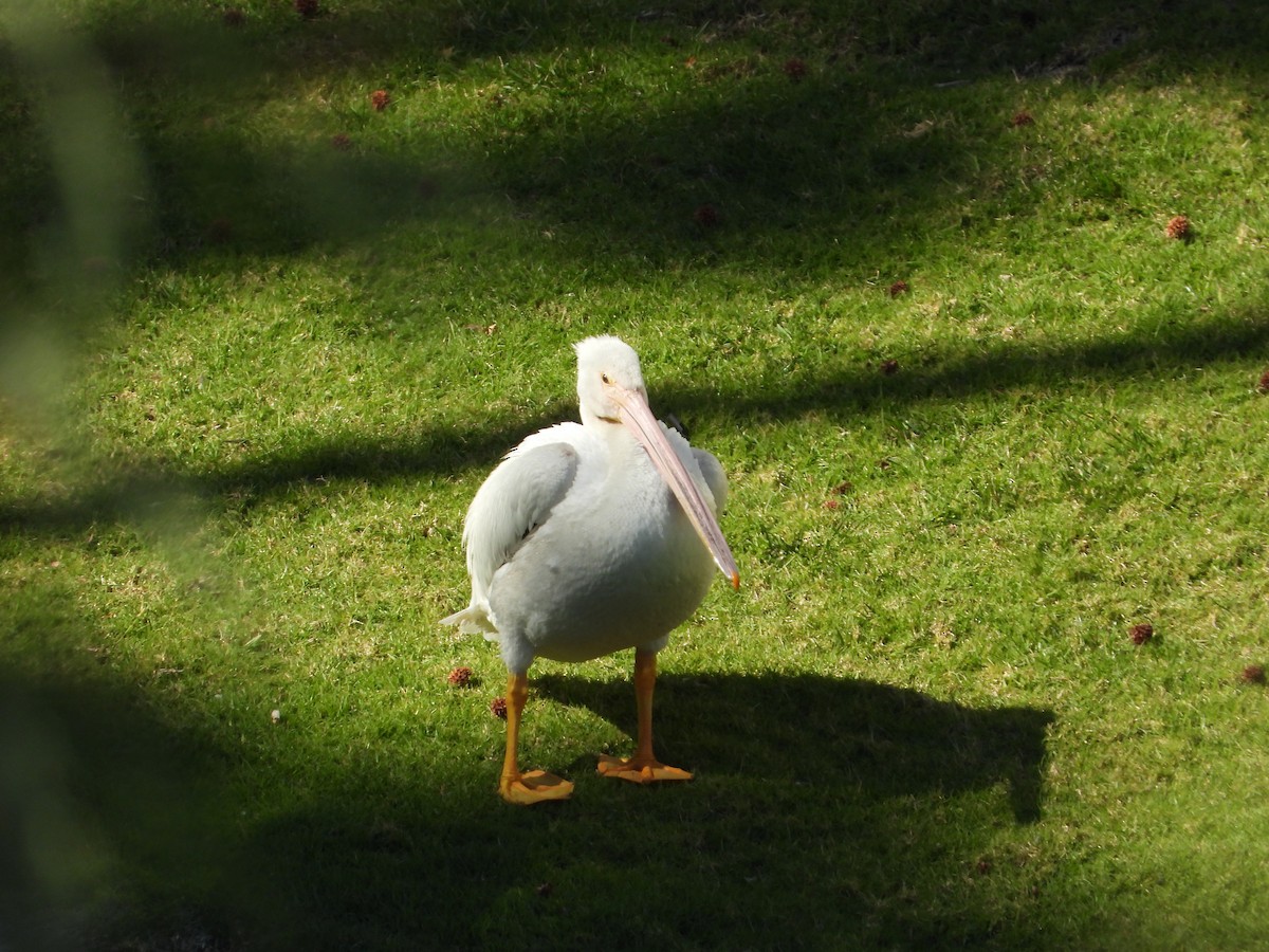 American White Pelican - ML639193880