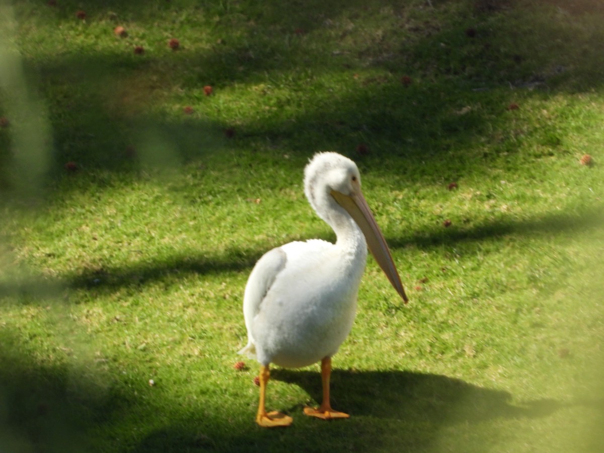 American White Pelican - ML639193881