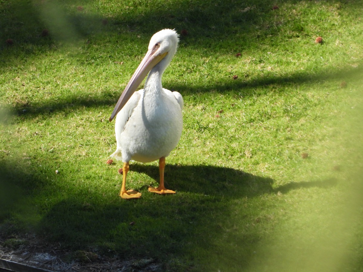 American White Pelican - ML639193882