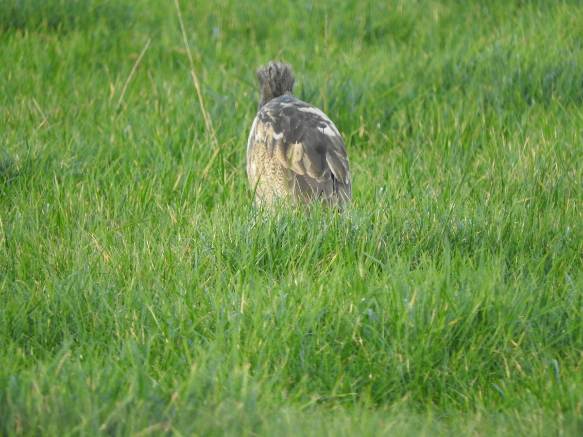 Australasian Bittern - ML639193890