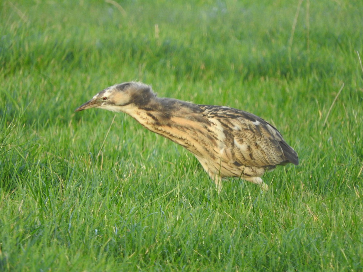 Australasian Bittern - ML639193892