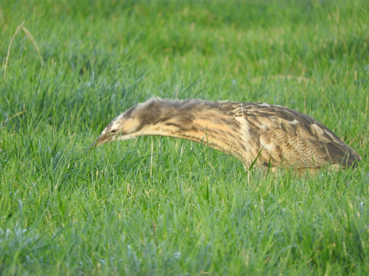 Australasian Bittern - ML639193914