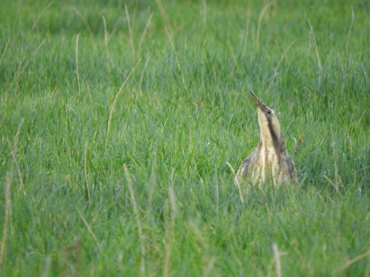 Australasian Bittern - ML639193915