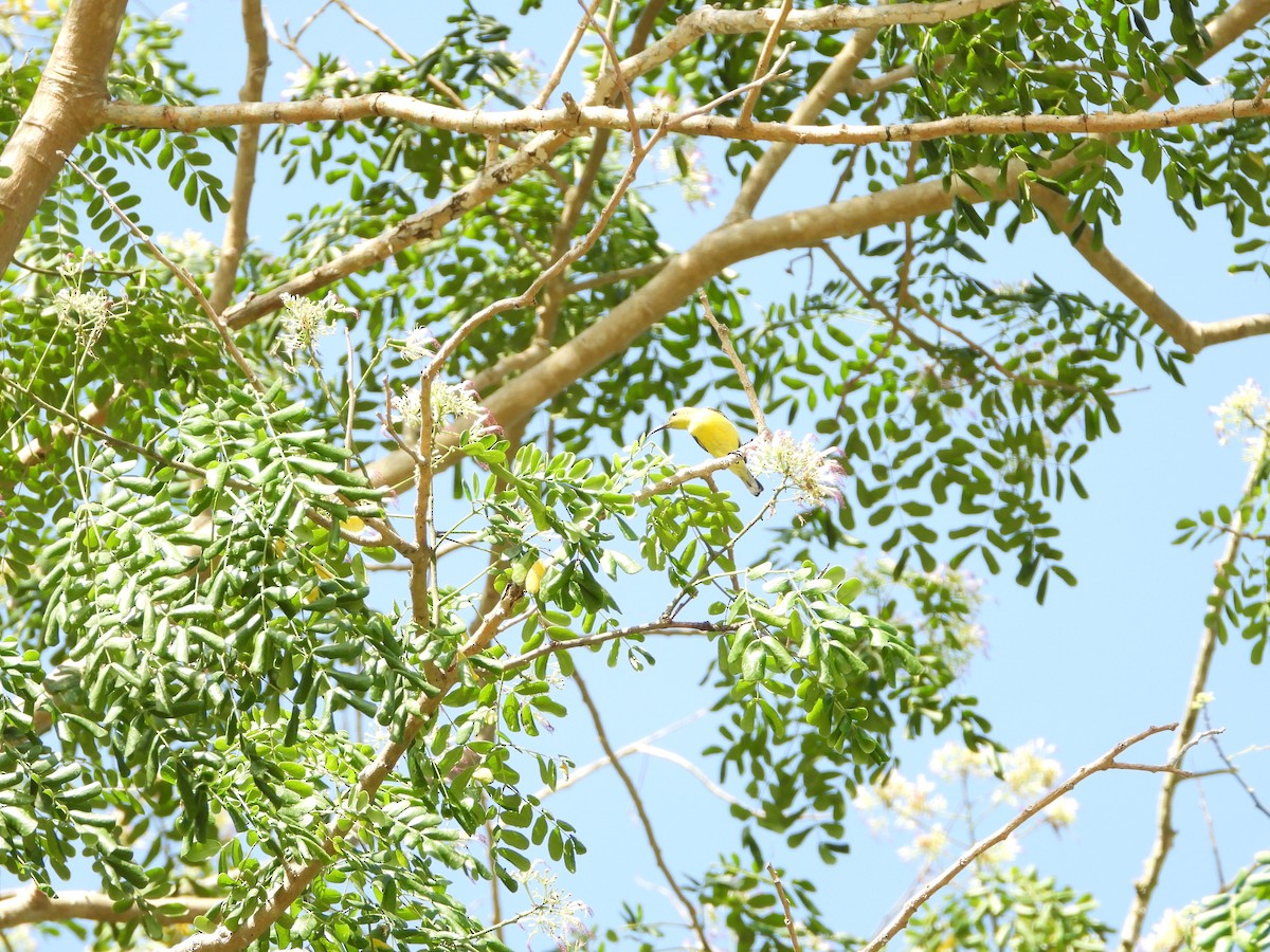 Palawan Sunbird - ML639193935